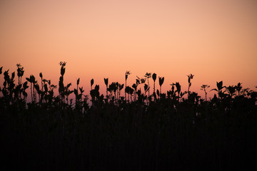 Naklejka na ściany i meble Sunset meadow field plants view. Sunset grass silhouette. Sunset field grass.