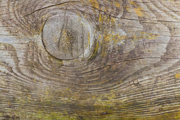 macro photo of a wooden old gray Board with a knot for the background
