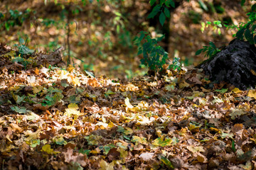 Obraz premium Beautiful autumn forest during sunset time. Azerbaijan Nature