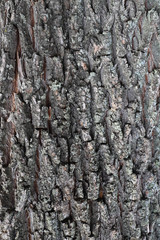 bark of a tree