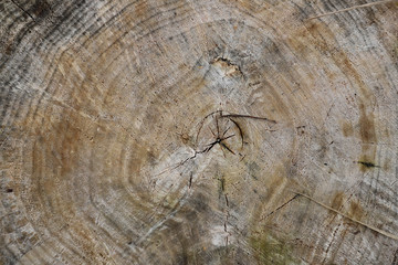 Naklejka premium tree rings - the age of the tree on the cut