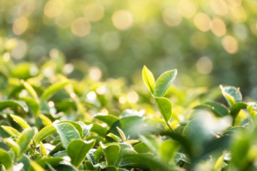 Fresh green tea bud and leaves in tea plantation at sunlight in the morning.Nature green plants using as background or wallpaper