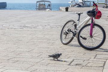 Bicycle and pigeon, autumn break