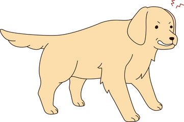 ゴールデンレトリバー（唸る）