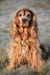 Cocker Spaniel