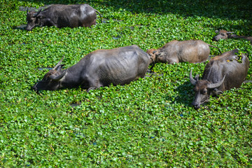 A buffalo herd was playing in the water to cool off on a sunny day. The water surface is full of water hyacinths that almost can't see the water.