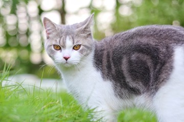 Portrait of the scottish fold cat are standing in the garden with green grass. White kitten are looking at camera in the morning.