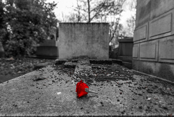 cemetery flower red