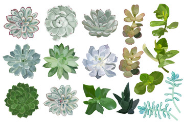 Fototapeta premium Set 17 Succulent flower plant. Watercolor. Vector illustration.