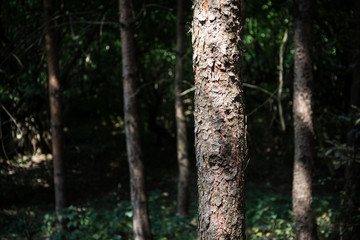 Bark of Pine Tree close up. Beautiful pine forest at summer time.