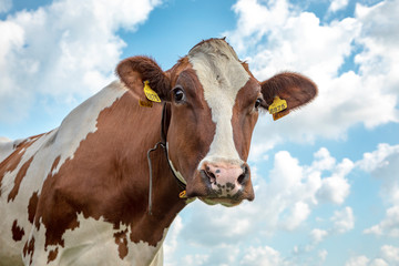 Head of a red-and-white cow looking curious, the background a beautifully cloudy sky.