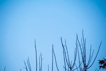 Fototapeta premium Beautiful tree and sky, sunset, evening, abstraction tree, dusk, blue sky, blue clouds, texture, tree on background, landscape, fon