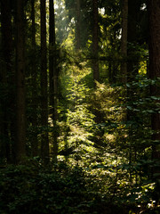 Obraz premium sun rays in the forest