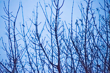 Beautiful tree and sky, sunset, evening, abstraction tree, dusk, blue sky, blue clouds, texture, tree on background, landscape, fon
