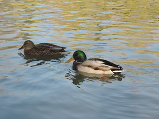 couple of ducks on the background of calm water in a pond in the Park on a dark autumn day. preparation for migration of migratory birds