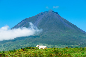 Fototapeta premium Cow sitting in front of Pico Volcano at Pico island, the Azores