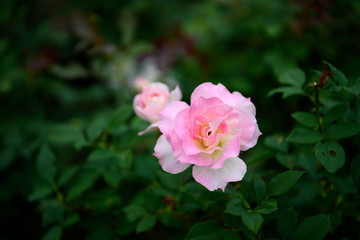 荒牧バラ公園　薔薇