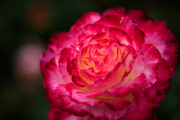 荒牧バラ公園　薔薇