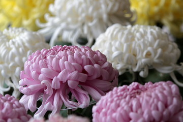 Chrysanthemums