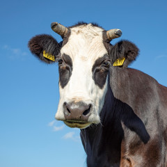 Head of a Blister head cow, black and white, breed of cattle called: blaarkop or fleckvieh and a blue sky background.