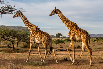 Two giraffes in the african savanna