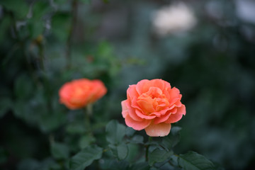 荒牧バラ公園　薔薇