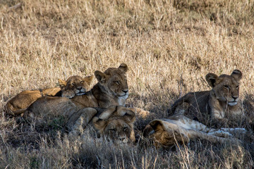Group of young lions
