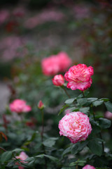 荒牧バラ公園　薔薇