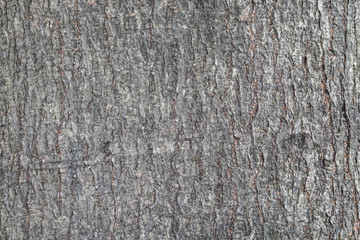Close-up view of highly detailed tree bark texture for 3d working. Nature wood grain patterns background. cracked bark. Panoramic style. Black And Grey Color. abstract, knitted, weathered, rotten.