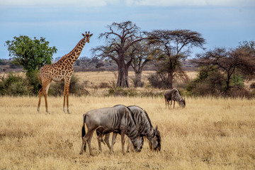 Giraffe and gnus in the african savannah