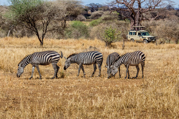 Safari in africa spotting a herd of zebras 