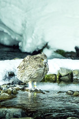 Blakiston's fish owl, bird hunting in fish in cold water creek,  unique natural beauty of Hokkaido, Japan, birding adventure in Asia, big fishing bird in winter scene, wildlife, endangered species