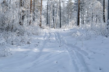 Siberian winter, winter forest, crackling frost, blue transparent sky. Trees, shrubs covered with snow and hoarfrost, beauty.