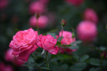 Obraz premium 荒牧バラ公園 薔薇