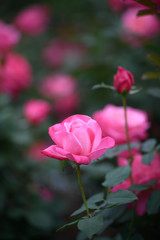 荒牧バラ公園　薔薇