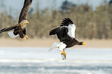 Obraz premium Steller's sea eagle and white-tailed eagle fighting over fish, Hokkaido, Japan, majestic sea raptors with big claws and beaks, wildlife scene from nature,birding adventure in Asia,birds in fight