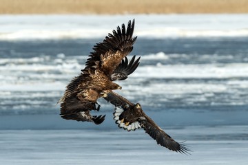 White-tailed eagles fighting over fish on frozen lake, Hokkaido, Japan, majestic sea raptors with big claws and beaks, wildlife scene from nature,birding adventure in Asia,birds in fight