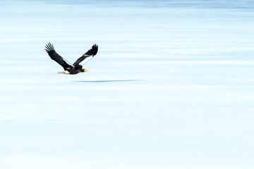 Steller's sea eagle in flight over frozen lake, Hokkaido, Japan, majestic sea raptors with big claws and beaks, wildlife scene from nature,birding adventure in Asia,winter scenery with flying bird