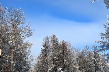 Siberian winter, winter forest, crackling frost, blue transparent sky. Trees, shrubs covered with snow and hoarfrost, beauty.
