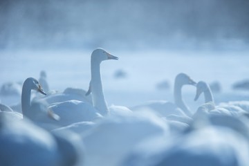 Whooper Swan or Cygnus cygnus swimming on Lake Kussharo in Winter at Akan National Park,Hokkaido,Japan, hot springs, birding adventure in Asia,beautiful elegant royal birds