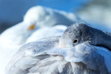 Detail of whooper Swans (Cygnus cygnus) in the Lake of Kussharo. The unique natural beauty of Hokkaido, Japan, close up bird portrait,birding adventure in Asia,beautiful elegant royal bird, wallpaper