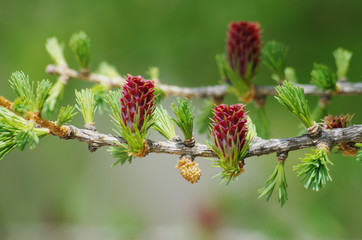 Larix decidua - Buds and inflorescences of European larch - Seed cones and pollen cones 