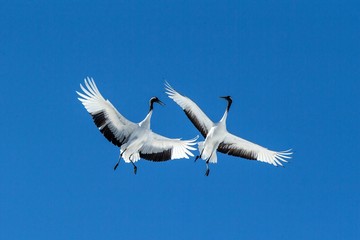 Red crowned cranes (grus japonensis) in flight with outstretched wings against blue sky, winter, Hokkaido, Japan, japanese crane, beautiful mystic national white and black birds, elegant animal