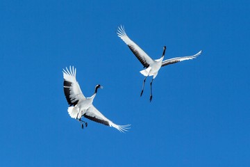 Red crowned cranes (grus japonensis) in flight with outstretched wings against blue sky, winter, Hokkaido, Japan, japanese crane, beautiful mystic national white and black birds, elegant animal