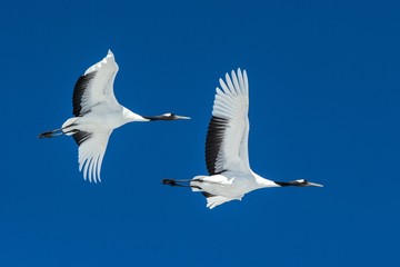 Red crowned cranes (grus japonensis) in flight with outstretched wings against blue sky, winter,...