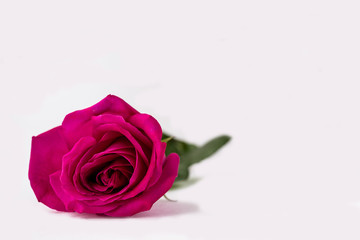 Bud of a pink blooming rose on a white background.