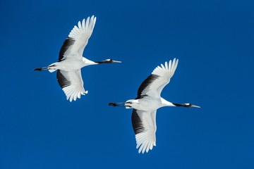 Obraz premium Red crowned cranes (grus japonensis) in flight with outstretched wings against blue sky, winter, Hokkaido, Japan, japanese crane, beautiful mystic national white and black birds, elegant animal