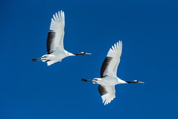 Red crowned cranes (grus japonensis) in flight with outstretched wings against blue sky, winter, Hokkaido, Japan, japanese crane, beautiful mystic national white and black birds, elegant animal