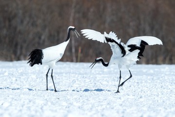 Dancing red crowned cranes (grus japonensis) with open wings on snowy meadow, mating dance ritual, winter, Hokkaido, Japan, japanese crane, beautiful white and black birds, elegant, wildlife