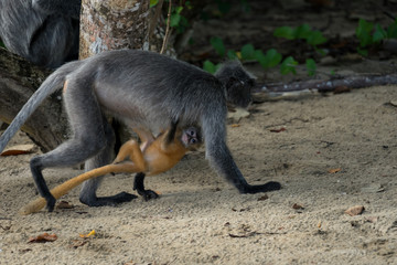 Silberne Haubenlanguren mit Baby / Silver leave monkey (Trachypithecus cristatus). Gesehen im Bako National Park, Sarawak, Borneo